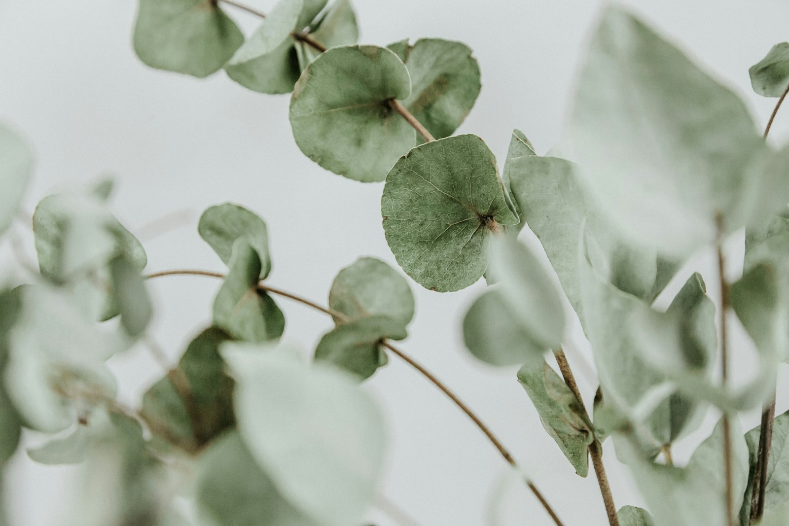 green plant in close up photography